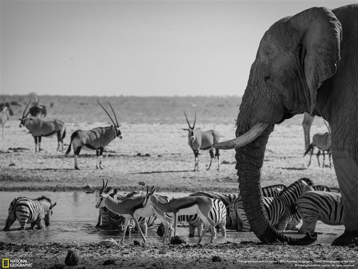 Etosha 국립 공원 나미비아 -2016 내셔널 지오그래픽 바탕 화면 찾아보기 :8220