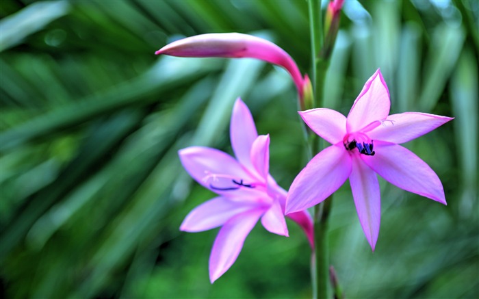 Fleurs exotiques pétales flou-Fleurs Photo HD Fonds d'écran Vues:8798