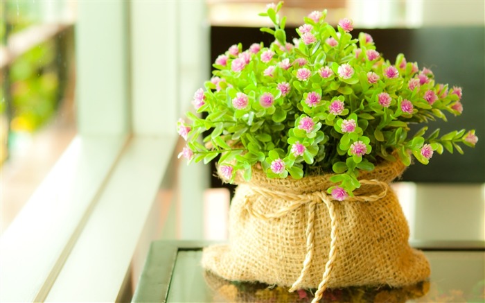 Flowers small green bag-Flowers Photo HD Wallpaper Views:7642 Date:2016/6/21 8:11:07