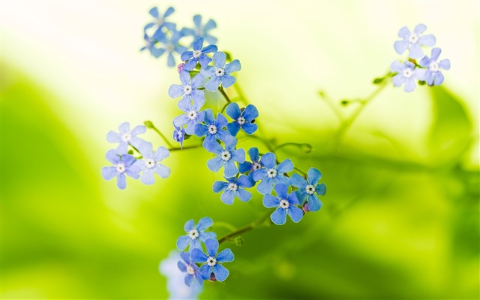 Fleurs petites tiges de verdure flou-Fleurs Photo HD Fonds d'écran Vues:7549