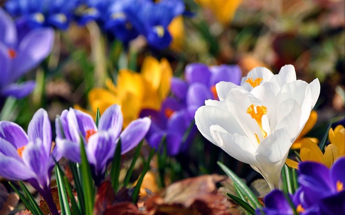 Fleurs snowdrops plante fleur-Fleurs Photo HD Fonds d'écran Vues:7568