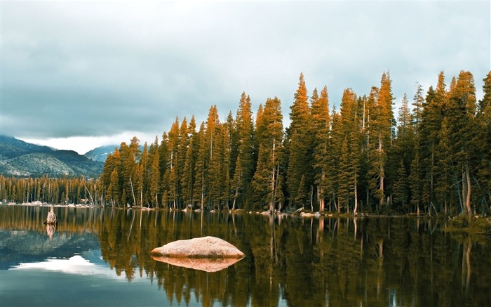 Forest with rusty tops-scenery HD wallpaper Views:8512 Date:2016/6/29 8:53:37