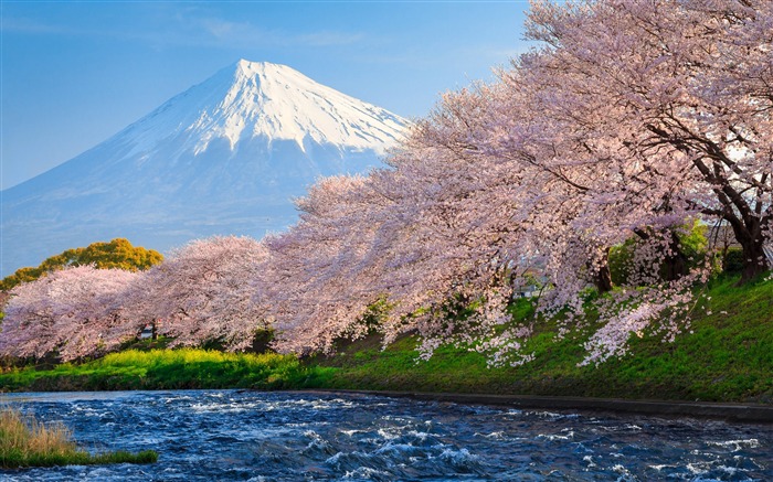 Fuji sakura river japón travel-nature HD foto fondo de pantalla Vistas:21147