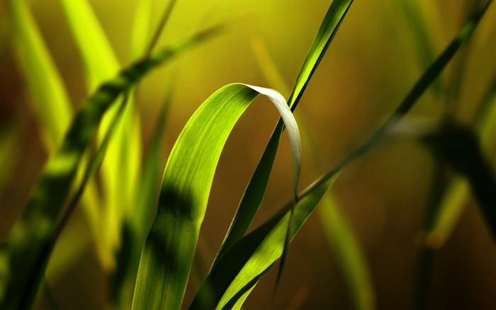 Green Grass Soleil Macro-Haute Qualité HD Fond d'écran Vues:6964