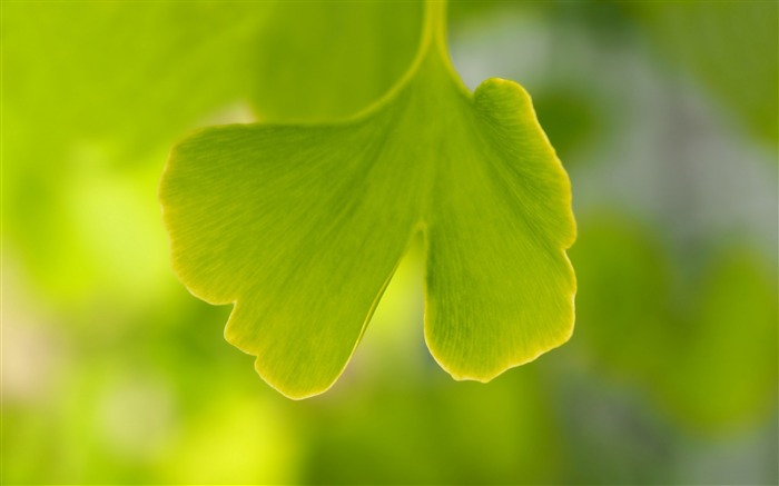 Hoja de ginkgo verde Bokeh-2016 de alta calidad fondo de pantalla HD Vistas:10464