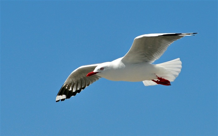 Gaviota pájaro cielo swing mosca-Animal Photo fondo de pantalla HD Vistas:14386