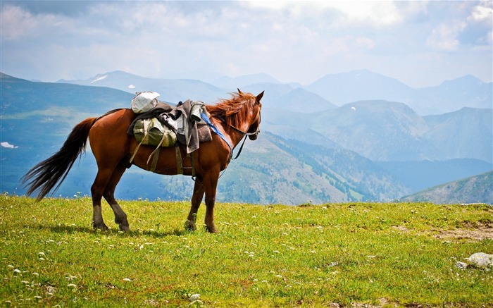 Horse Saddle Mountains-Animal Photo fondo de pantalla HD Vistas:8439