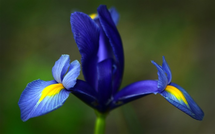 Iris flower blurred close-up-Flowers Photo HD Wallpaper Views:6857 Date:2016/6/21 8:14:17