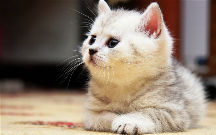 Kitten floor fluffy-Animal Photo fondo de pantalla HD Vistas:10084