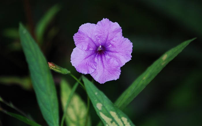 Folha de noite close-up-Flores Foto HD Wallpaper Visualizações:6936