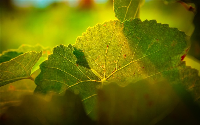 Deixa veias de luz macro - papel de parede de alta qualidade HD Visualizações:7659