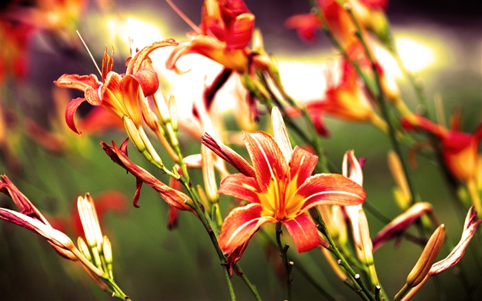 Lilies flowers bright red-Flowers Photo HD Wallpaper Views:7016 Date:2016/6/21 8:15:56