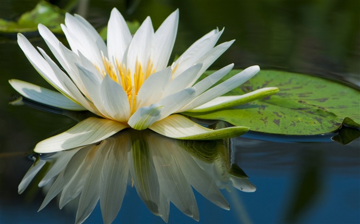 Lotus fleurs lac rivière-Haute Qualité HD Fond d'écran Vues:9529