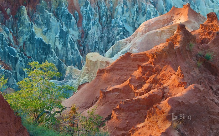 Madagascar National Park Ankarafantsika-2016 Bing Fond d'écran Vues:8802