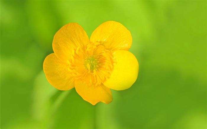 Meadow buttercup flower-2016 High Quality HD Wallpaper Views:8591 Date:2016/6/13 7:38:44