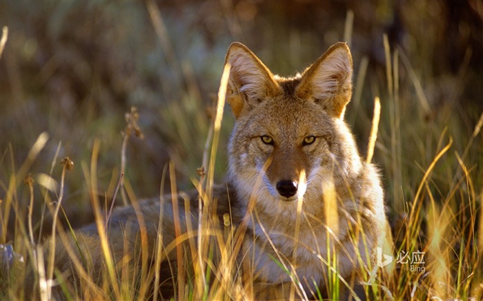 Papel de Parede de Ciclo do México coyote-2016 Bing Visualizações:6623