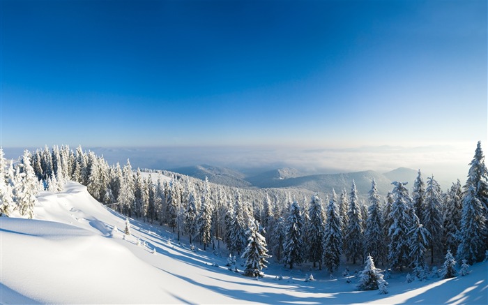 Montagnes forêt neige arbres pente-Paysage de haute qualité Fond d'écran Vues:9645