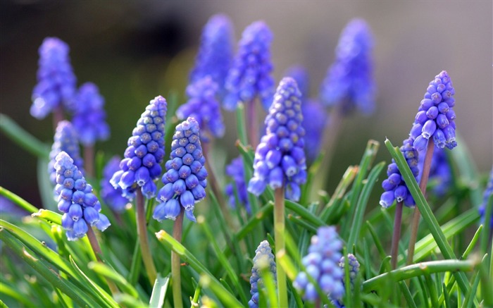 Muscari flowers leaves spring-Flowers Photo HD Wallpaper Views:6991 Date:2016/6/21 8:19:17