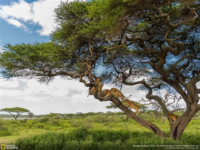 Ngorongoro Arusha Tanzania Traffic jam-2016 National Geographic fondo de pantalla Vistas:9891