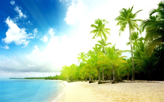 Palm arbres plage soleil-Paysage d'été HD Fond d'écran Vues:17440