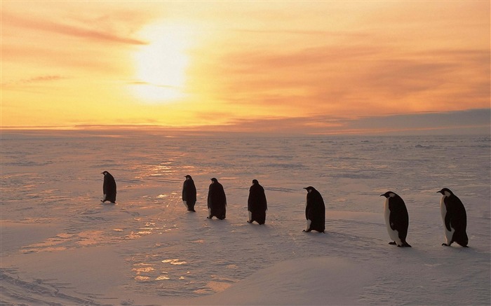 Pinguins nascer do sol inverno gelo neve-alta qualidade HD papel de parede Visualizações:9329