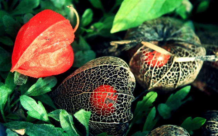 fleurs Physalis grille verte-Fleurs Photo HD Fonds d'écran Vues:6285