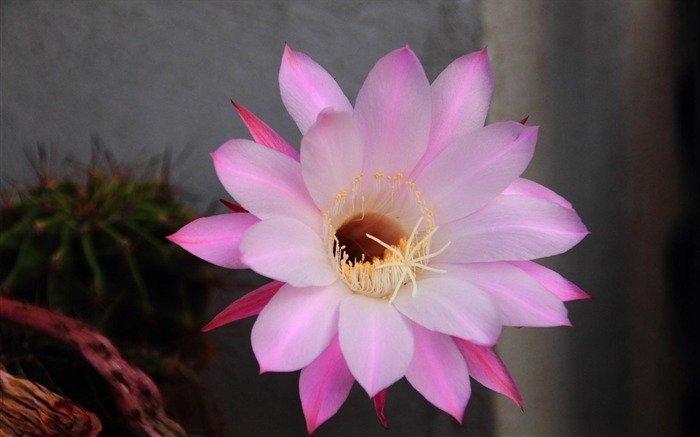 Pink cactus flower petals-Flowers Photo HD Wallpaper Views:8082 Date:2016/6/21 7:56:09