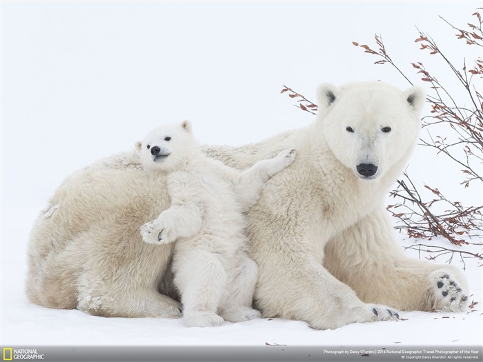 Polar bear baby-2016 National Geographic fondo de pantalla Vistas:21346