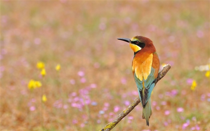 Aves de corral comedor de aves de oro-Animal Photo fondo de pantalla HD Vistas:9777