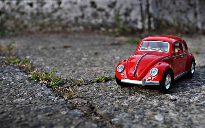 Red mini beetle-Macro Photo Wallpaper Views:7621 Date:2016/6/14 21:04:59