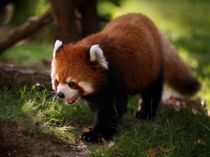 Red panda walk-Animal Photo fondo de pantalla HD Vistas:9823