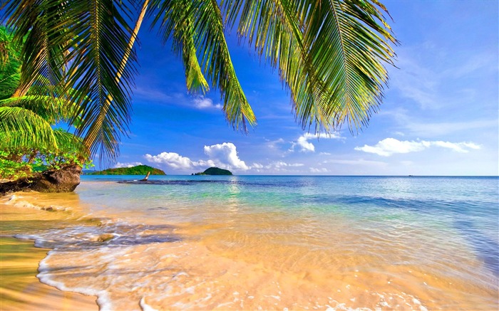 Shore paumes plage tropicale-Paysage d'été HD Fond d'écran Vues:30547