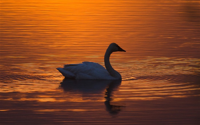 Silhouette Sunset Swan-2016 High Quality HD Wallpaper Views:8382 Date:2016/6/13 7:47:02