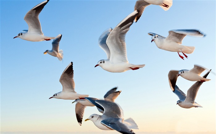 Sky sea seagulls-2016 High Quality Wallpaper Views:8522 Date:2016/6/22 8:36:39