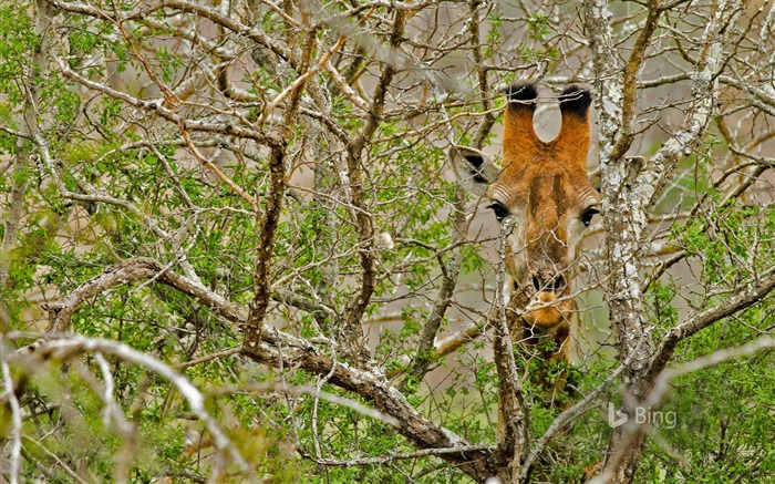 Giraffe Afrique du Sud-2016 Bing Fond d'écran Vues:8357