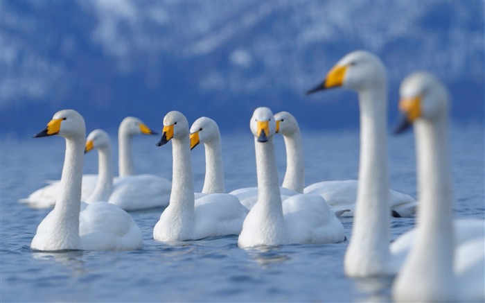 Pájaros del cisne acuden mosca-Animal Photo fondo de pantalla HD Vistas:8518