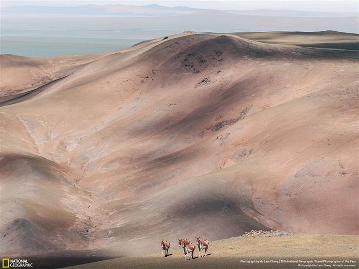 Tibet Plateau Equestrian Kiang-2016 National Geographic fondo de pantalla Vistas:9416