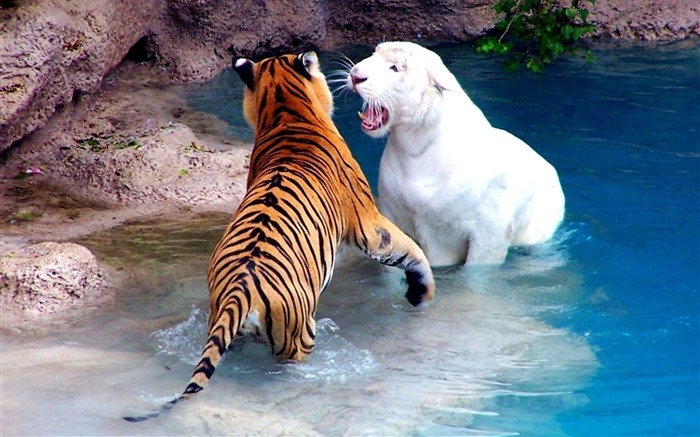 Tigres de lucha contra el agua río-Animal Photo fondo de pantalla HD Vistas:10864