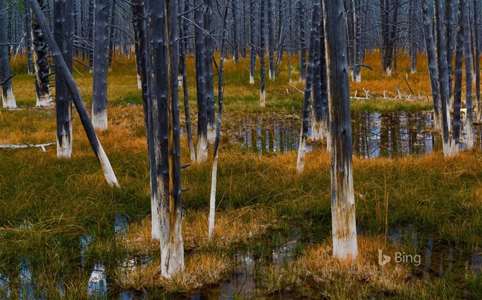 Wyoming Yellowstone National Park-2016 Bing Desktop Wallpaper Visualizações:7093