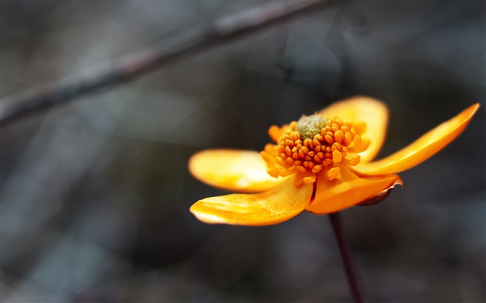 Fleurs jaunes macro-Haute Qualité HD Fond d'écran Vues:6482