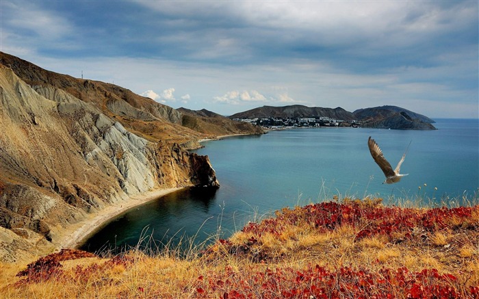 Oiseau vol côte mer-Paysage Thème Fond d'écran Vues:7639