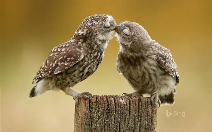 Burrowing owl chicks-2016 Bing Desktop Wallpaper Visualizações:9141