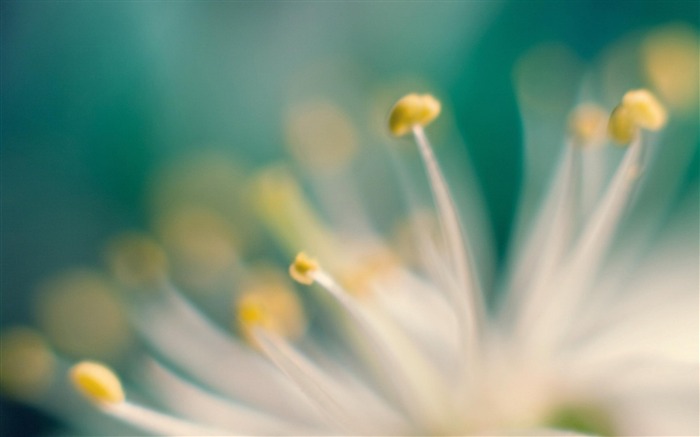 Flor macro bokeh-2016 Papel pintado de alta calidad Vistas:6819