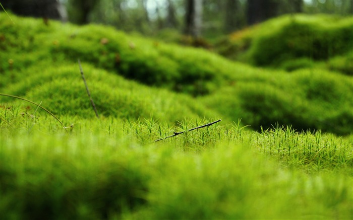 Green moss macro-2016 High Quality HD Wallpaper Views:12440 Date:2016/7/30 3:16:00