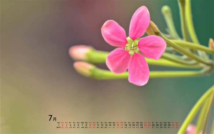 Calendario de julio de 2016 Fondo de pantalla de alta calidad 06 Vistas:7168