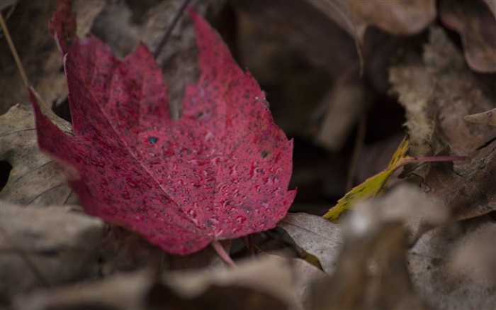 Maple leaf autumn fallen-2016 High Quality HD Wallpaper Views:6141 Date:2016/7/30 3:19:29