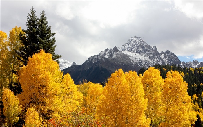 Montagnes arbres sommets enneigés automne-Paysage haute qualité Fond d'écran Vues:8412