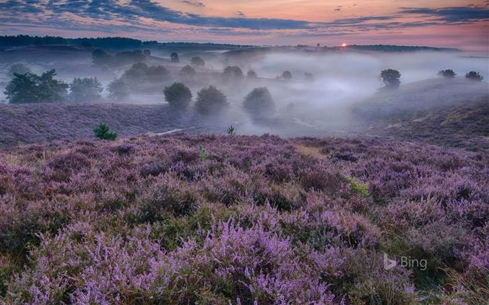 Papéis de parede de janelas de florescência Heather-2016 da Holanda Visualizações:7733