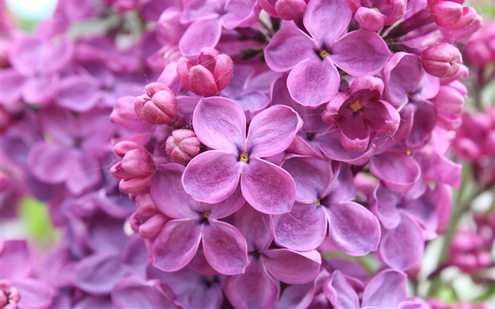 紫色的丁香花-高品质高清壁纸 浏览:10220