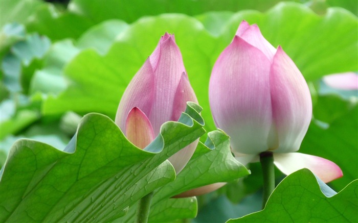 Summer Blooming Lotus Photo Wallpaper 01 Vistas:7629